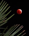 November 2021 Partial Lunar Eclipse.jpg