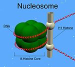 A diagram showing where H1 can be found in the nucleosome Nucleosome.jpg
