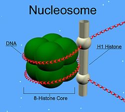 H1 histone family, member 0