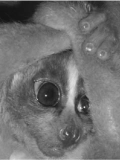 <span class="mw-page-title-main">Philippine slow loris</span> Species of primate