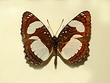 Nymphalidae - Neptis nicomedes.JPG