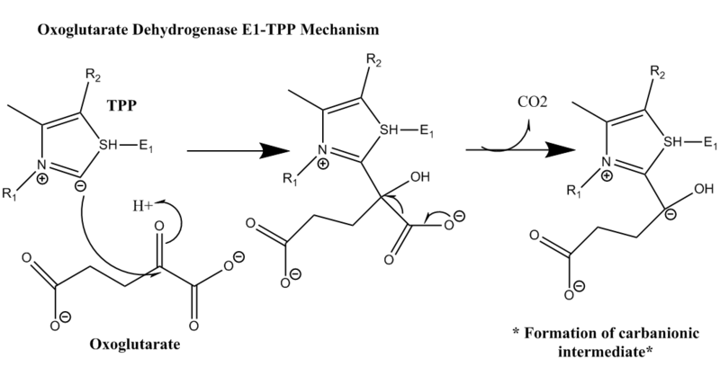 File:OGDH E1 TPP mechanism.PNG