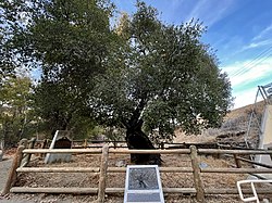 Oak of the Golden Dream, Placerita Canyon State Park.jpg