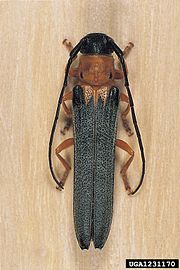 Mounted specimen Oberea pupillata.jpg