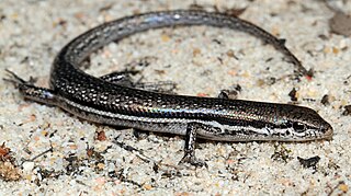 <i>Morethia obscura</i> Species of lizard