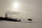 Ein Baum in einem schneebedeckten Feld.