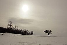 A tree in a snowy field.