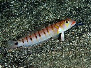 <i>Parapercis multifasciata</i> Species of fish