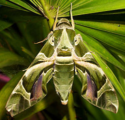 Oleander Hawk-moth Daphnis nerii.jpg