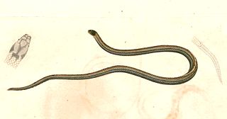 <i>Oligodon dorsalis</i> Species of snake