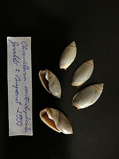 <i>Olivancillaria contortuplicata</i> species of mollusc