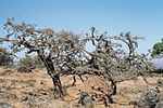 Miniatura para Desierto costero nublado de la península arábiga