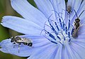 On rhs Halictus tumulorum (Bronze Furrow Bee) Lasioglossum sp. on lhs (49388358323).jpg