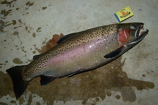 Форель какая рыба речная или морская. Радужная форель Oncorhynchus mykiss. Кумжа Тихоокеанская. Oncorhynchus rastrosus. Oncorhynchus mykiss подвиды.