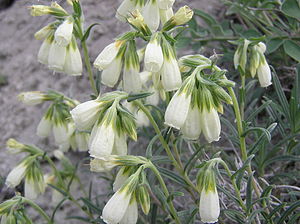 Onosma simplicissima flowers.jpg