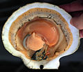 Opened scallop shell (new-flipped-w-darkened-bkgrnd).jpg