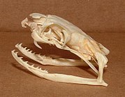 Ophiophagus hannah skull.jpg