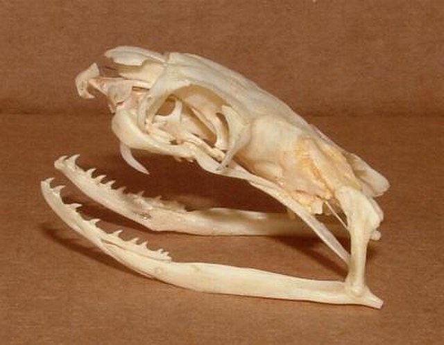 The lateral view of a king cobra's skull showing fangs