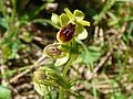 Ophrys araneola France - Dordogne Trélissac