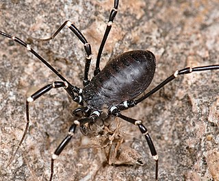 <i>Metopilio</i> Genus of harvestmen/daddy longlegs