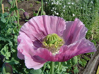 The opium poppy Papaver somniferum is the source of the alkaloids morphine and codeine.