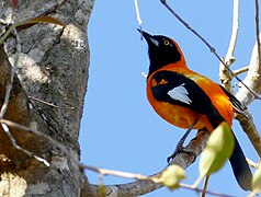 Orange-backed Troupial (Icterus croconotus).jpg