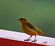 Orange-fronted Yellow-finch.jpg