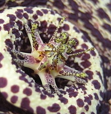 Orbea variegata Gynostegium.jpg