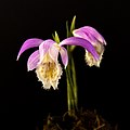 Pleione formosana