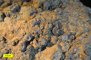 Eocrinoid holdfasts (Middle Ordovician, Utah)