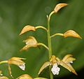 Oreorchis patens Japan