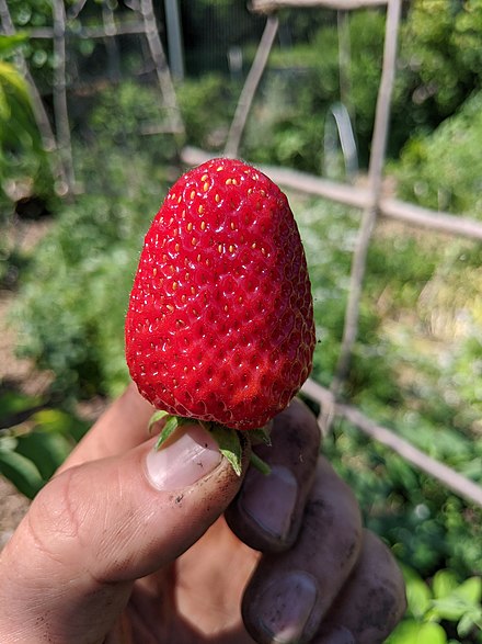 Organic gardener holding a large June-bearing strawberry