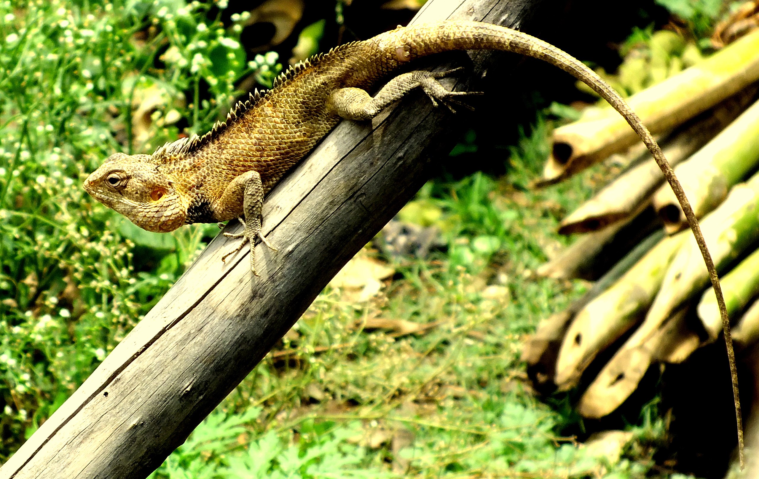 File Oriental Garden Lizard Calotes Versicolor Jpg Wikimedia Commons
