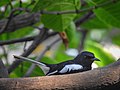 * Nomination Oriental magpie-robin. By User:Param69 --Kritzolina 20:29, 1 June 2020 (UTC) * Decline  Oppose Insufficient quality. --Charlesjsharp 11:30, 3 June 2020 (UTC)