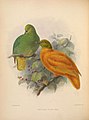 Ornithological miscellany (Plate) (5982038490).jpg