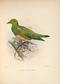 Ornithological miscellany (Plate) (5982043776).jpg