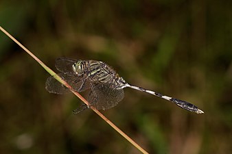 Orthetrum sabina