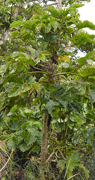 <i>Osmoxylon mariannense</i> Species of tree