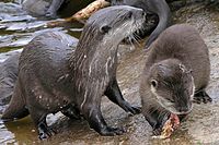Otters at feeding time 2004 SMC.jpg