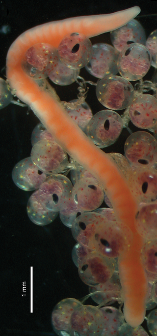 <span class="mw-page-title-main">Carcinonemertidae</span> Family of ribbon worms