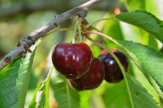 Fruits sweet cherries