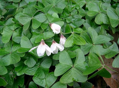 Oxalis_griffithii