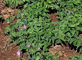 <i>Oxalis latifolia</i> Species of flowering plant