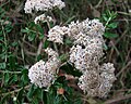 Ozothamnus cuneifolius