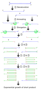 Vectorette PCR