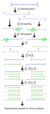 Molecular mechanism of PCR PCR.svg