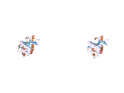 2j61: L-FICOLIN COMPLEXED TO N-ACETYLGLUCOSAMINE (FORME C)