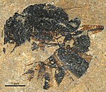 P. eocenica holotype Pachycondyla eocenica SMFMEI10889.jpg