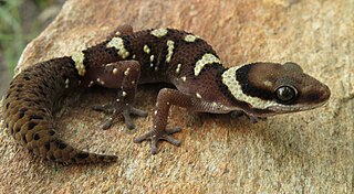 <i>Pachydactylus</i> genus of reptiles