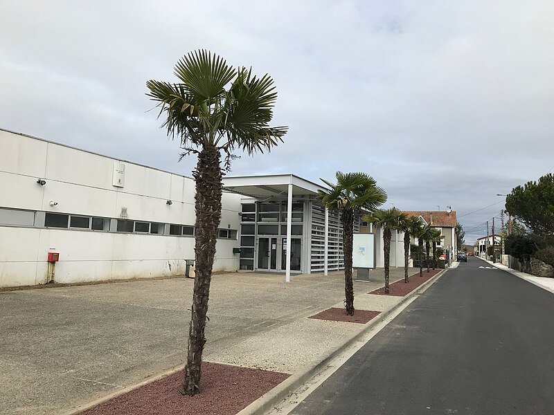 File:Pamiers, palmiers devant la piscine.jpg